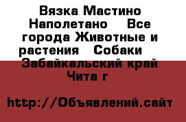 Вязка Мастино Наполетано  - Все города Животные и растения » Собаки   . Забайкальский край,Чита г.